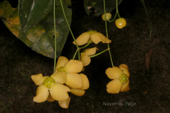 Glyptopetalum grandiflorum